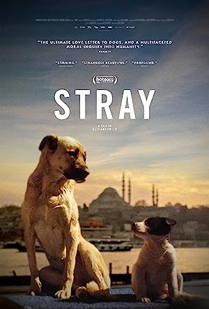 Stray izle