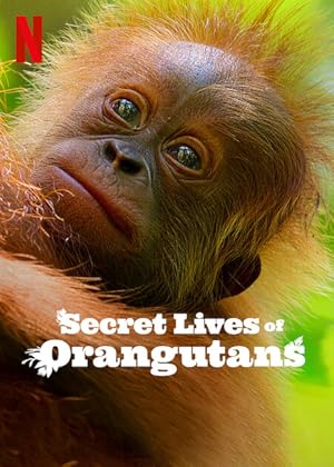 Orangutanların Gizli Yaşamı izle